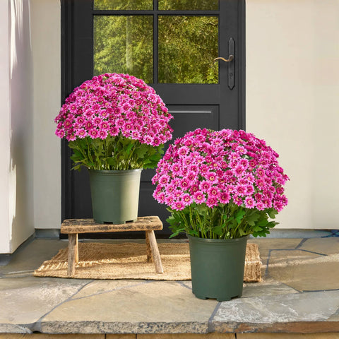 Artificial Outdoor Sunset Mums Flowers