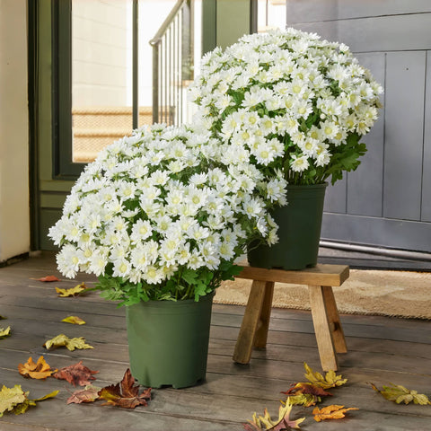 Artificial Outdoor Sunset Mums Flowers