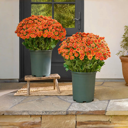 Artificial Outdoor Sunset Mums Flowers
